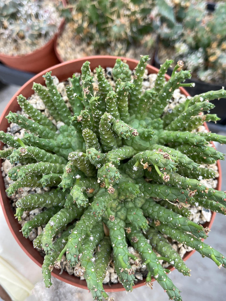 Triple Euphorbia Colliculina | Euphorbia Medusa | Live Plant | Rare Plant