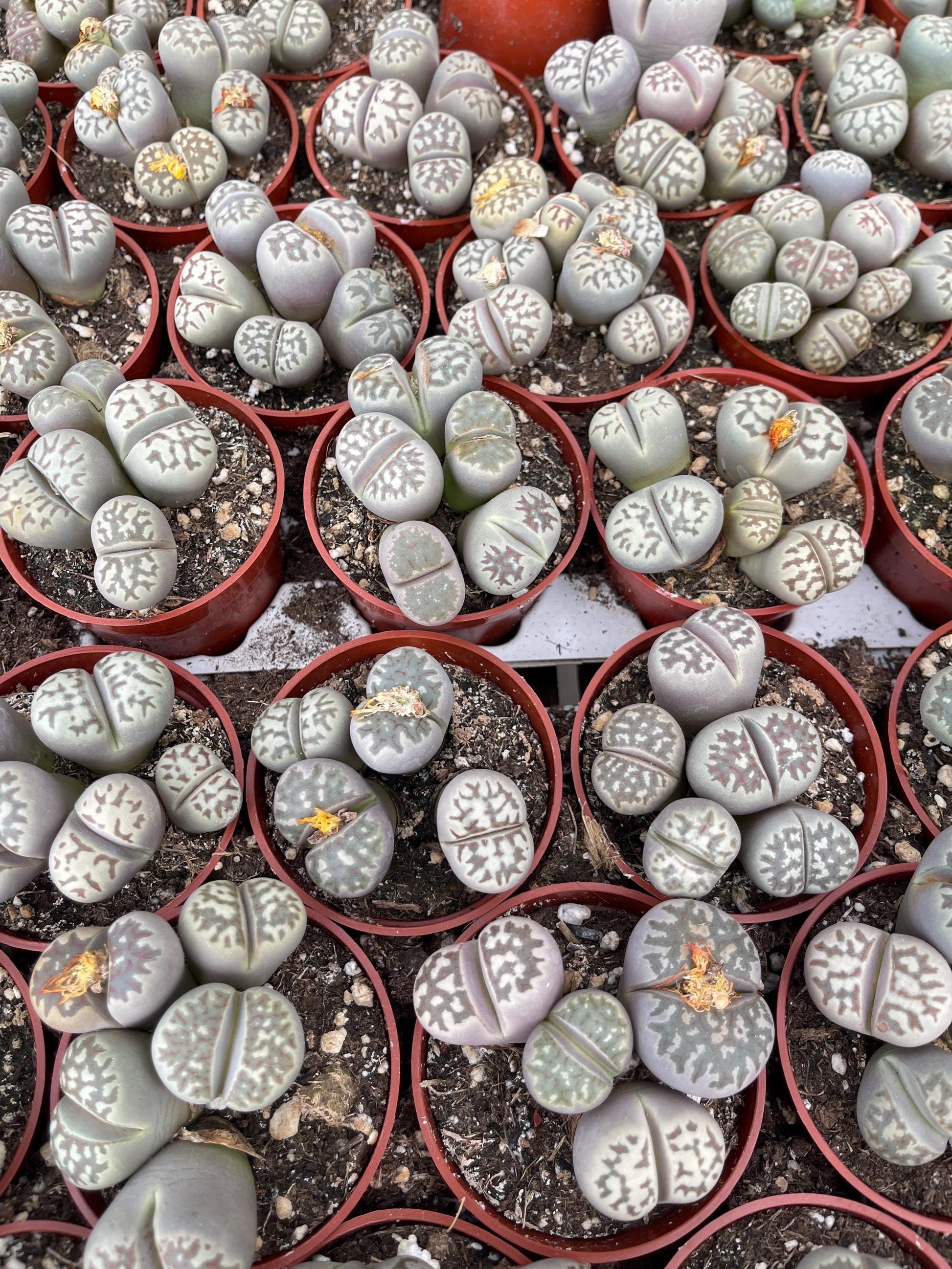 Lithops Living Stone succulent | Live Plant