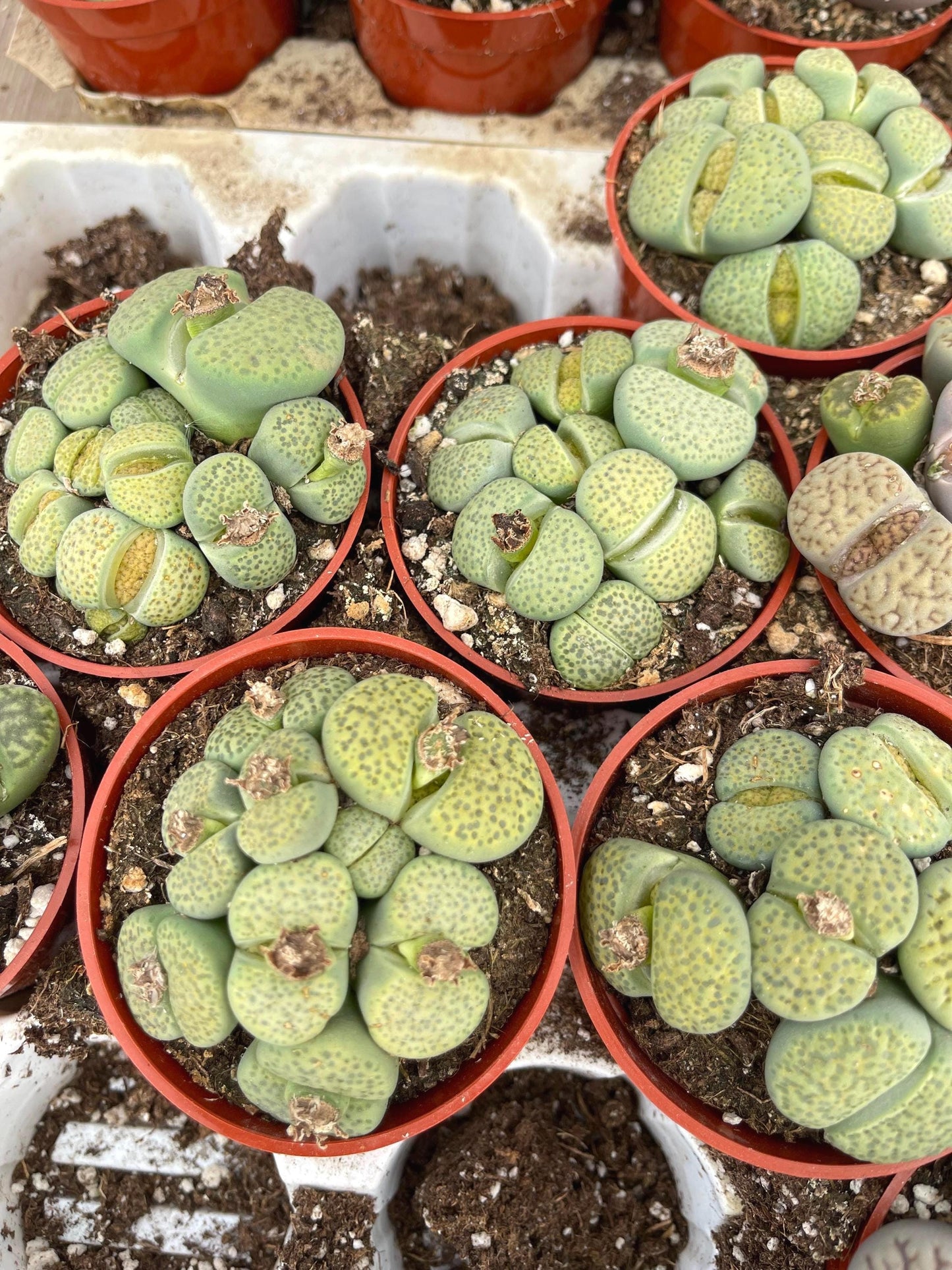 Lithops Living Stone succulent | Live Plant