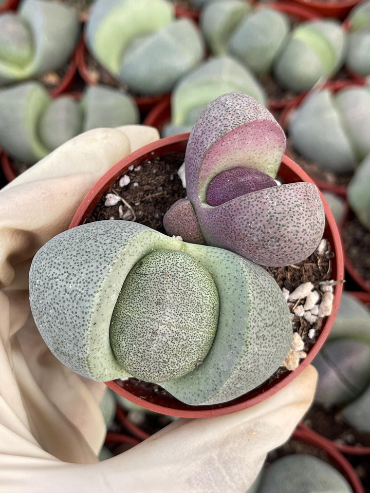 Split Rock Succulent | Pleiospilos nelii