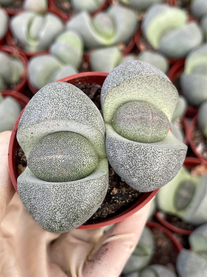 Split Rock Succulent | Pleiospilos nelii