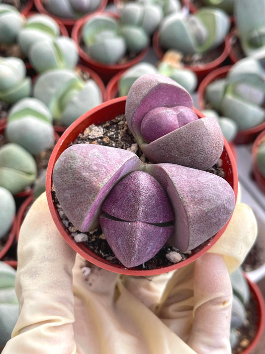 2” Royal Flush | Pleisopilos nelii cv. Royal Flush, Split Rock | Cleft Stone | Liveplants | Rare Plant | Lithops