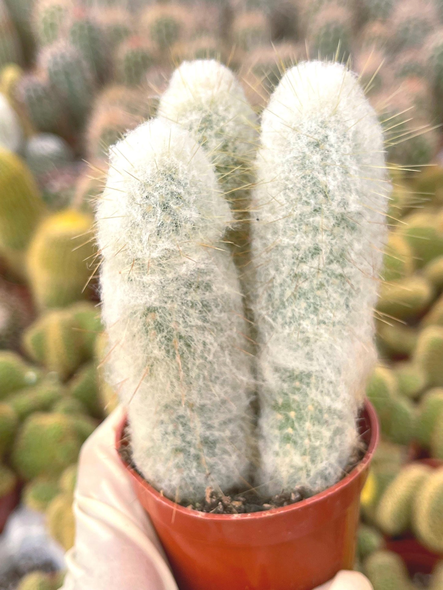 Old Man Cactus | Live Cactus | Rare Cactus