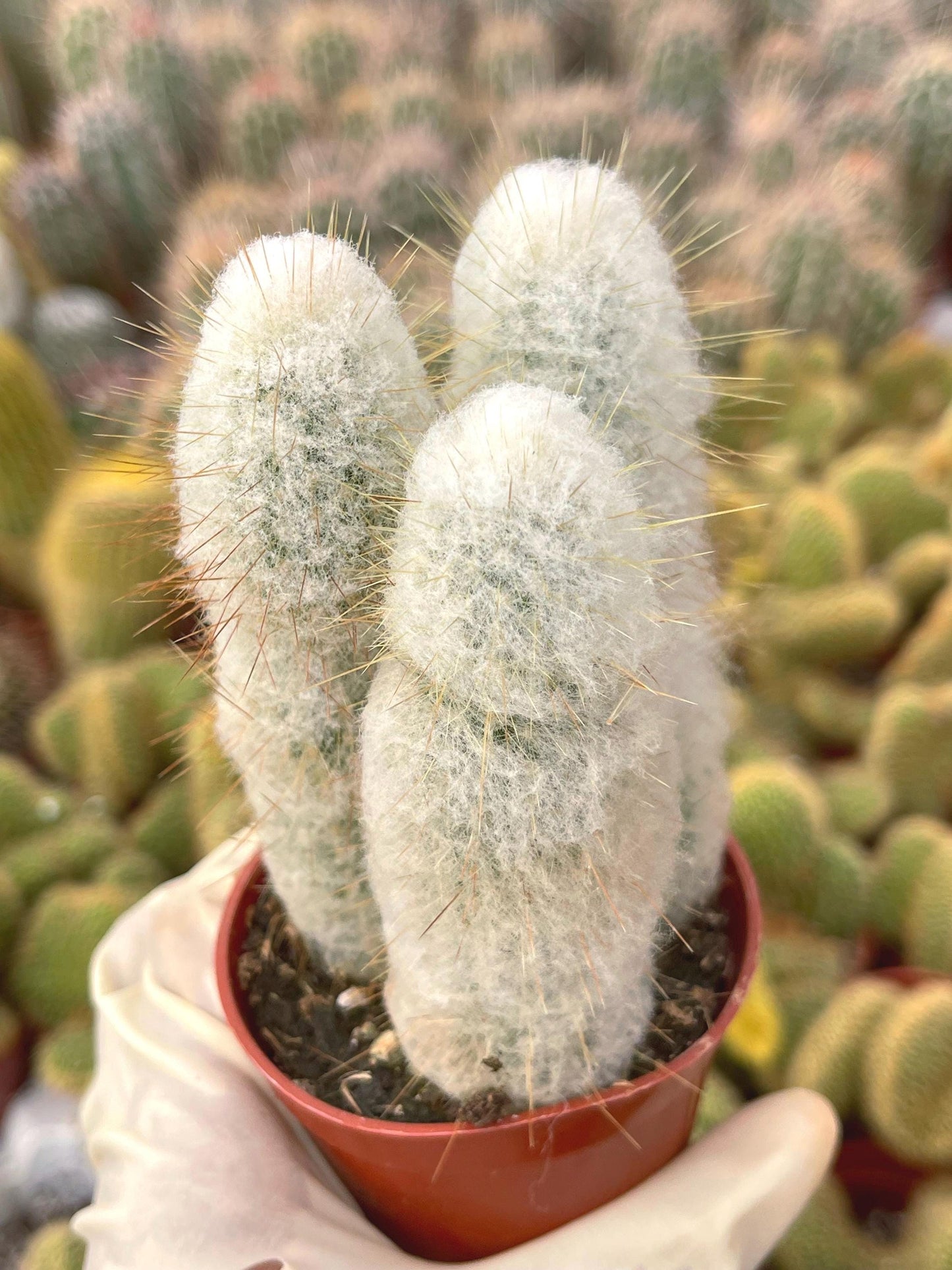 Old Man Cactus | Live Cactus | Rare Cactus