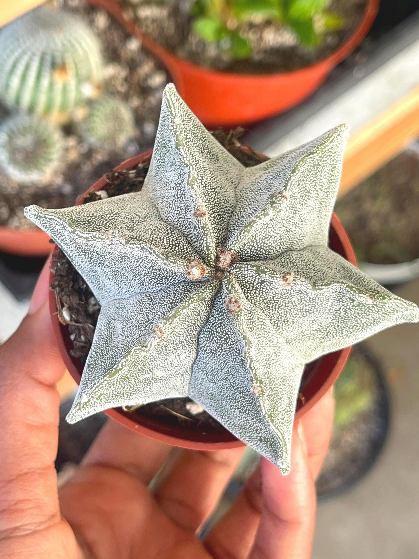 Astrophytum | Bishop Cap cactus | 5 ribbed | Live Plant