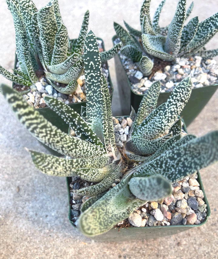 Gasteria Carinata var. Verrucosa | Live Plant | Live Succulent