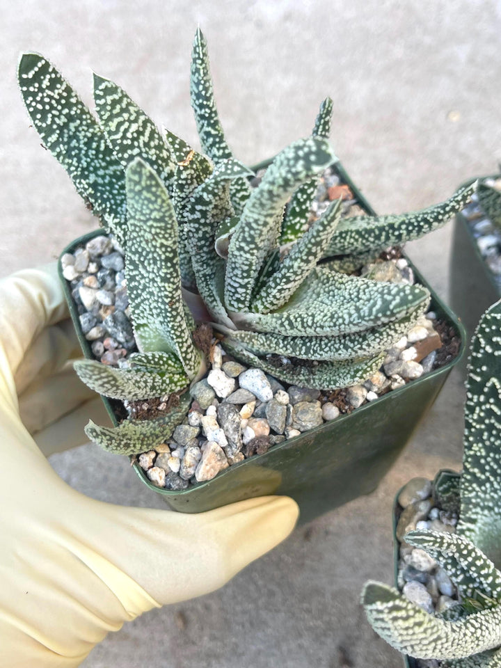 succulent plant live Gasteria Carinata var. Verrucosa | Live Plant