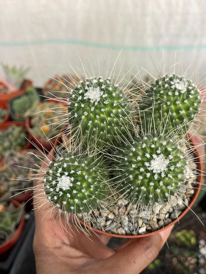 Mammillaria Spinosissima | Un Pico Cactus | Live Cactus