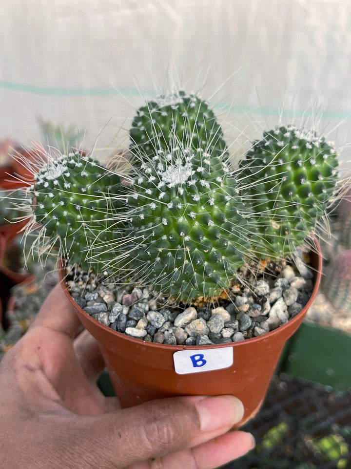 Mammillaria Spinosissima | Un Pico Cactus | Live Cactus