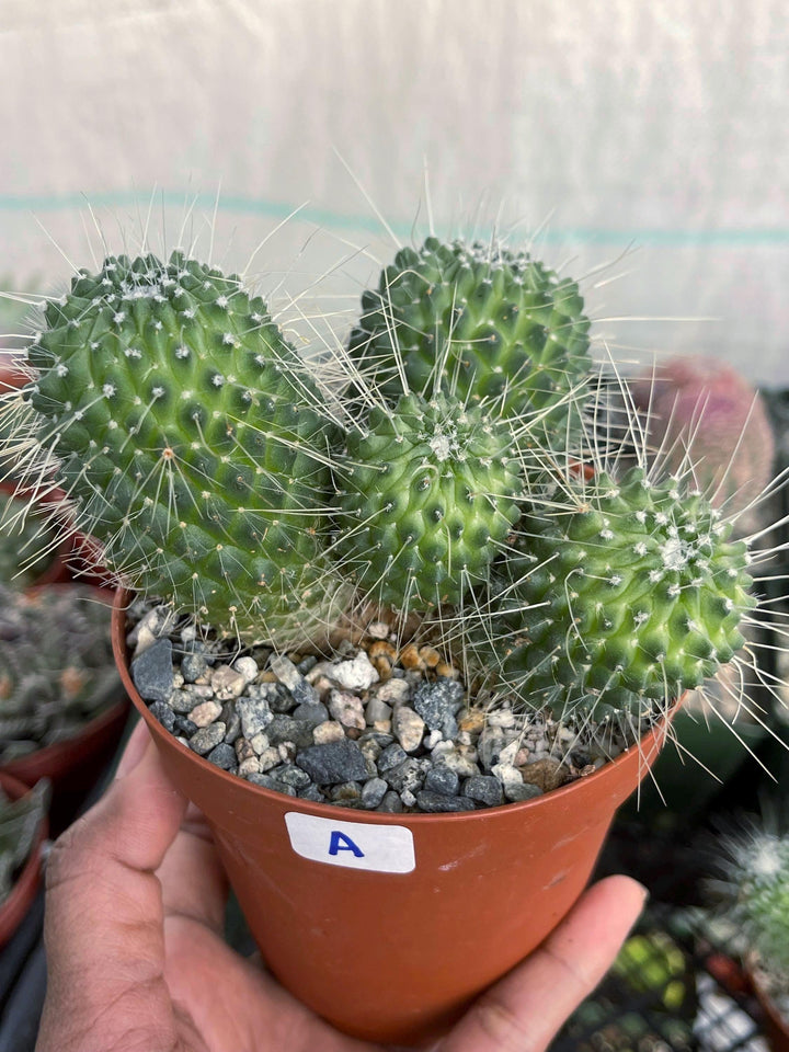 Mammillaria Spinosissima | Un Pico Cactus | Live Cactus