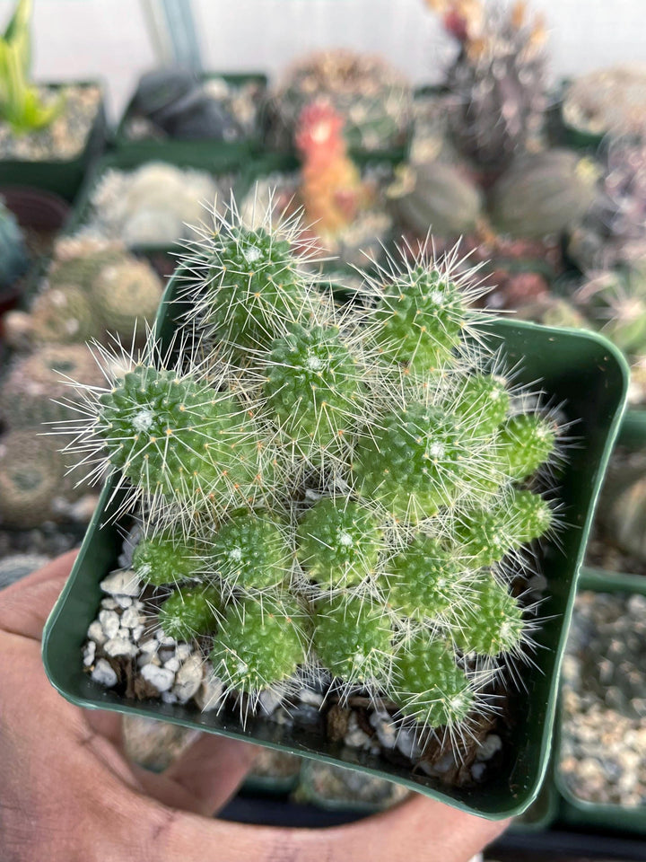 Mammillaria Spinosissima | Un Pico Cactus | Live Cactus