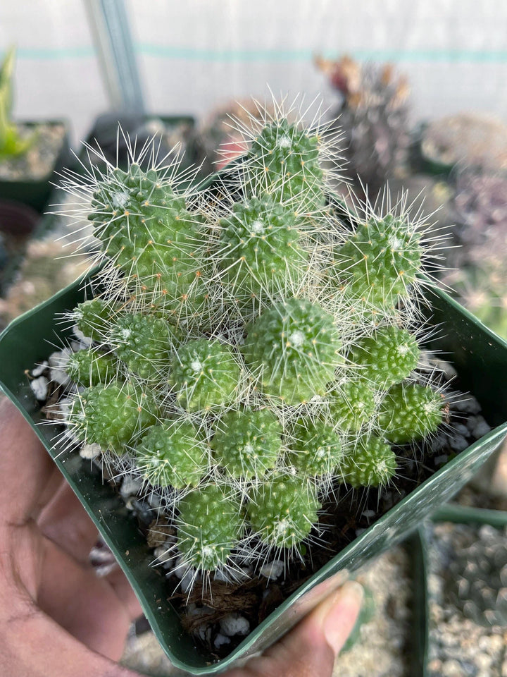 Mammillaria Spinosissima | Un Pico Cactus | Live Cactus