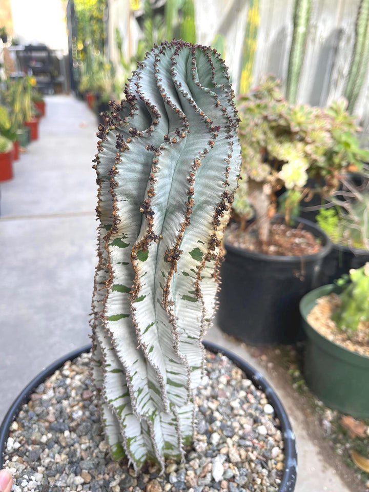 Large Euphorbia Polygona Snowflake | Live Euphorbia | Rare plant