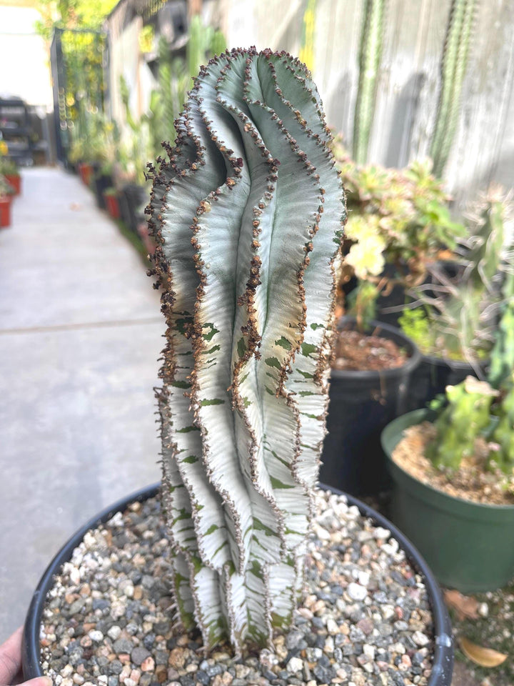 Large Euphorbia Polygona Snowflake | Live Euphorbia | Rare plant