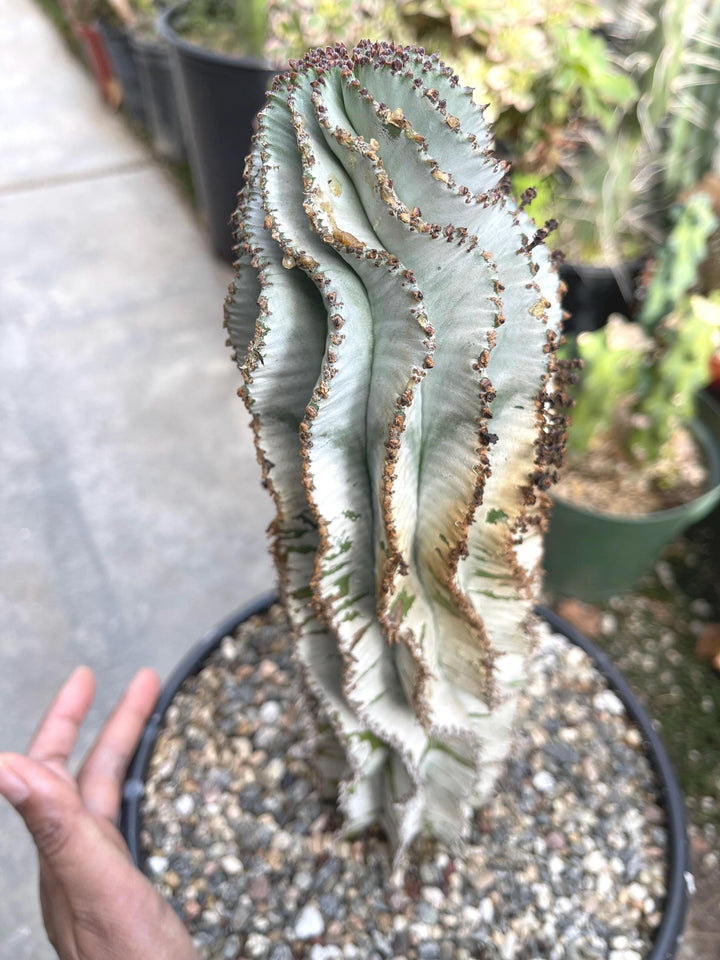 Large Euphorbia Polygona Snowflake | Live Euphorbia | Rare plant