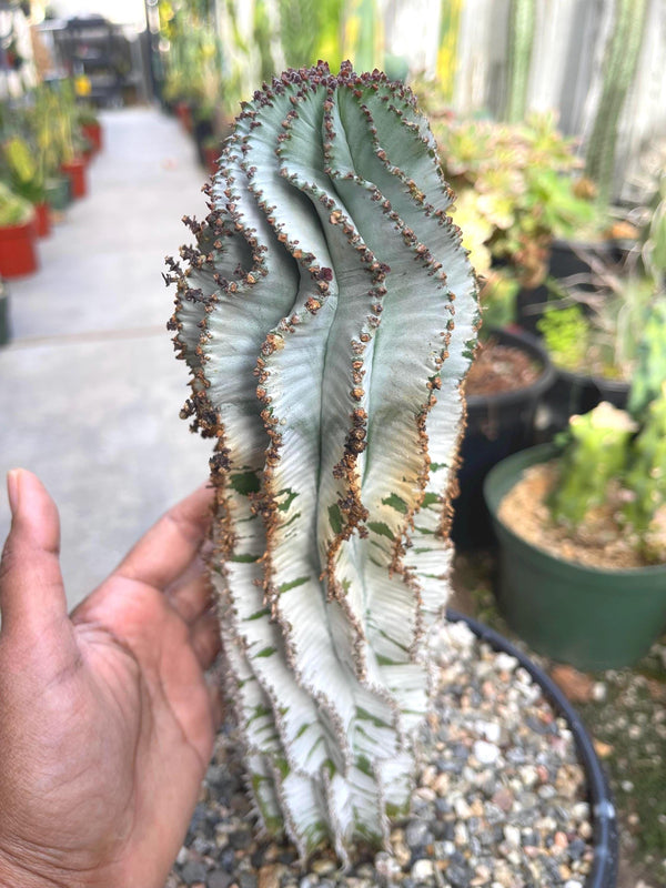 Large Euphorbia Polygona Snowflake | Live Euphorbia | Rare plant