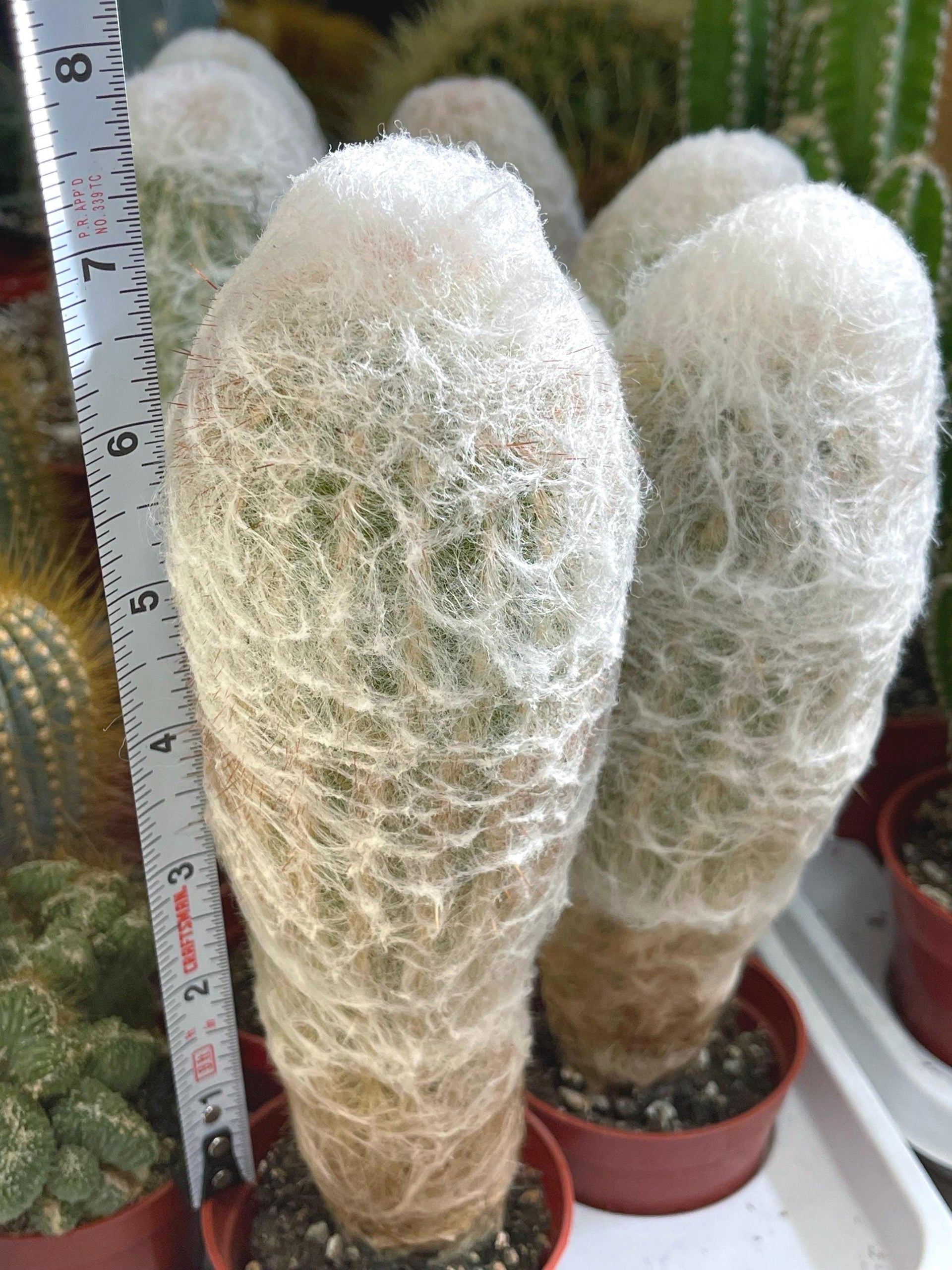 Old Man Cactus | Live Cactus