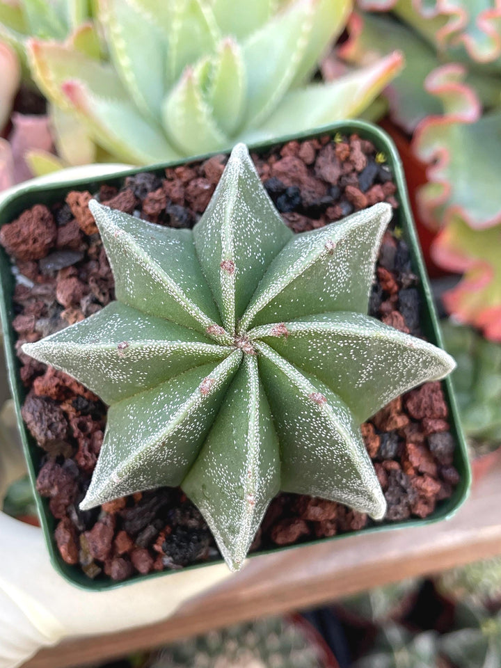 3.5” 8 Ribs Astrophytum | Live Cactus | Rare Plant