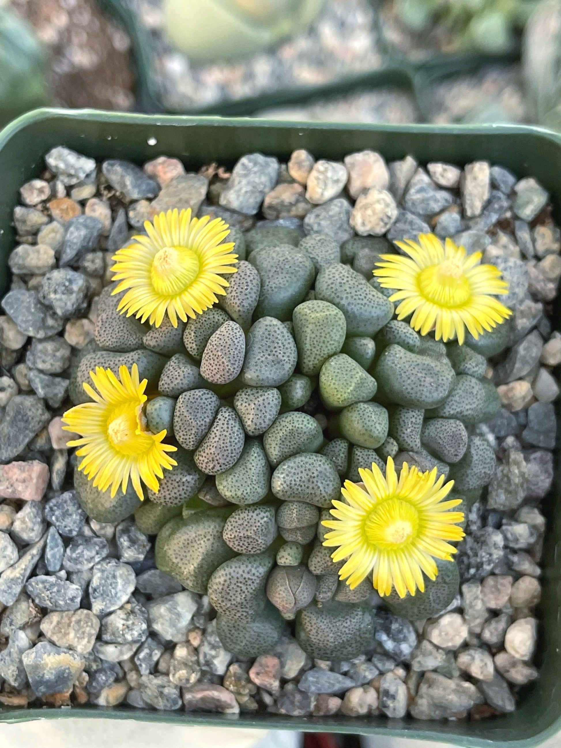 Aloinopsis schooneesii | Living Stone | Liveplants | Rare Plant