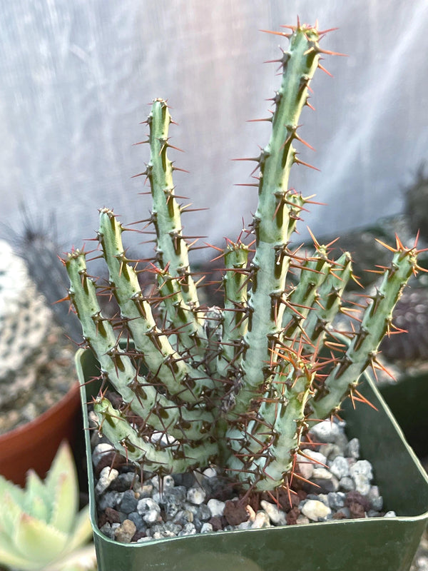 Euphobia Aeruginosa | Rare Cactus