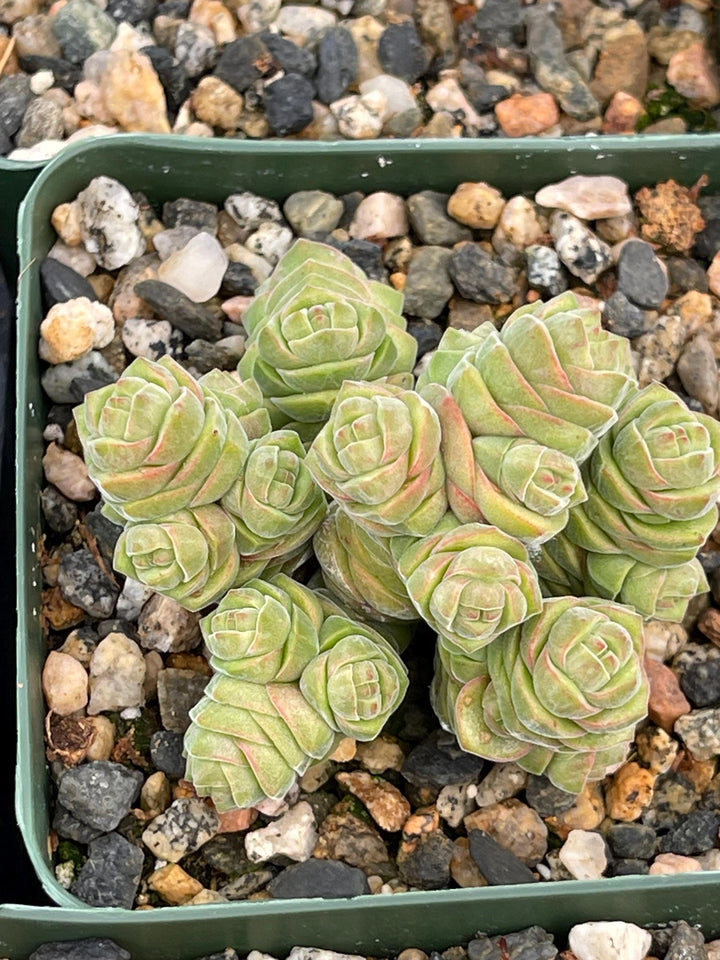 Crassula Columella| Live Succulent | Live Plant