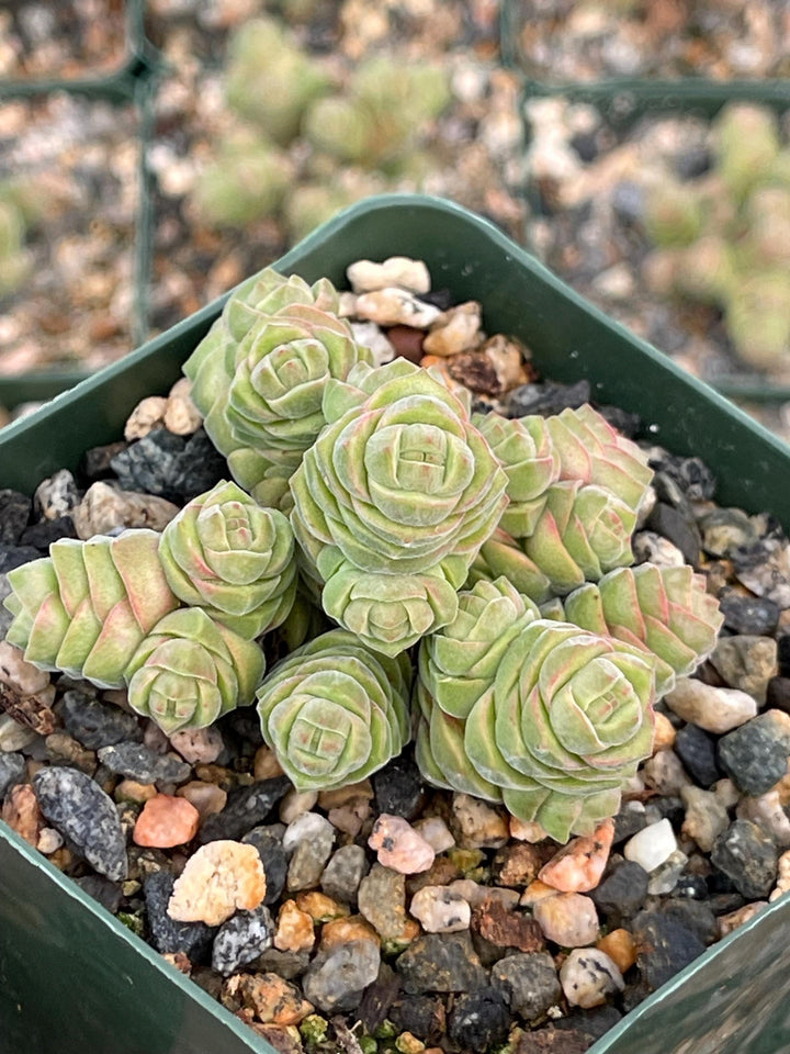 Crassula Columella| Live Succulent | Live Plant