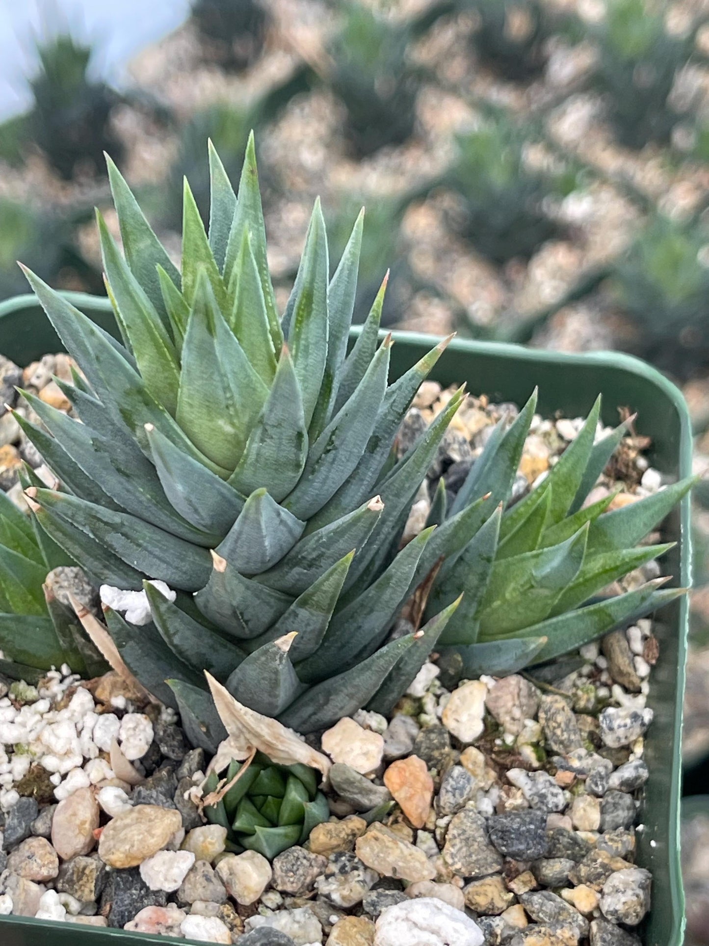 Haworthia Glauca w/pups | Live Succulent | Live Plant