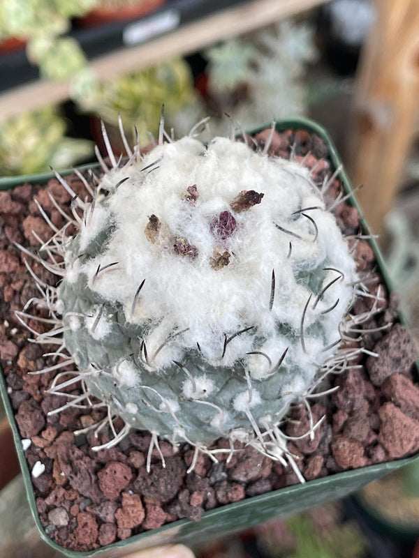 Large Furry Turbi Cactus | Live Plant | Rare Plant | Live Cactus