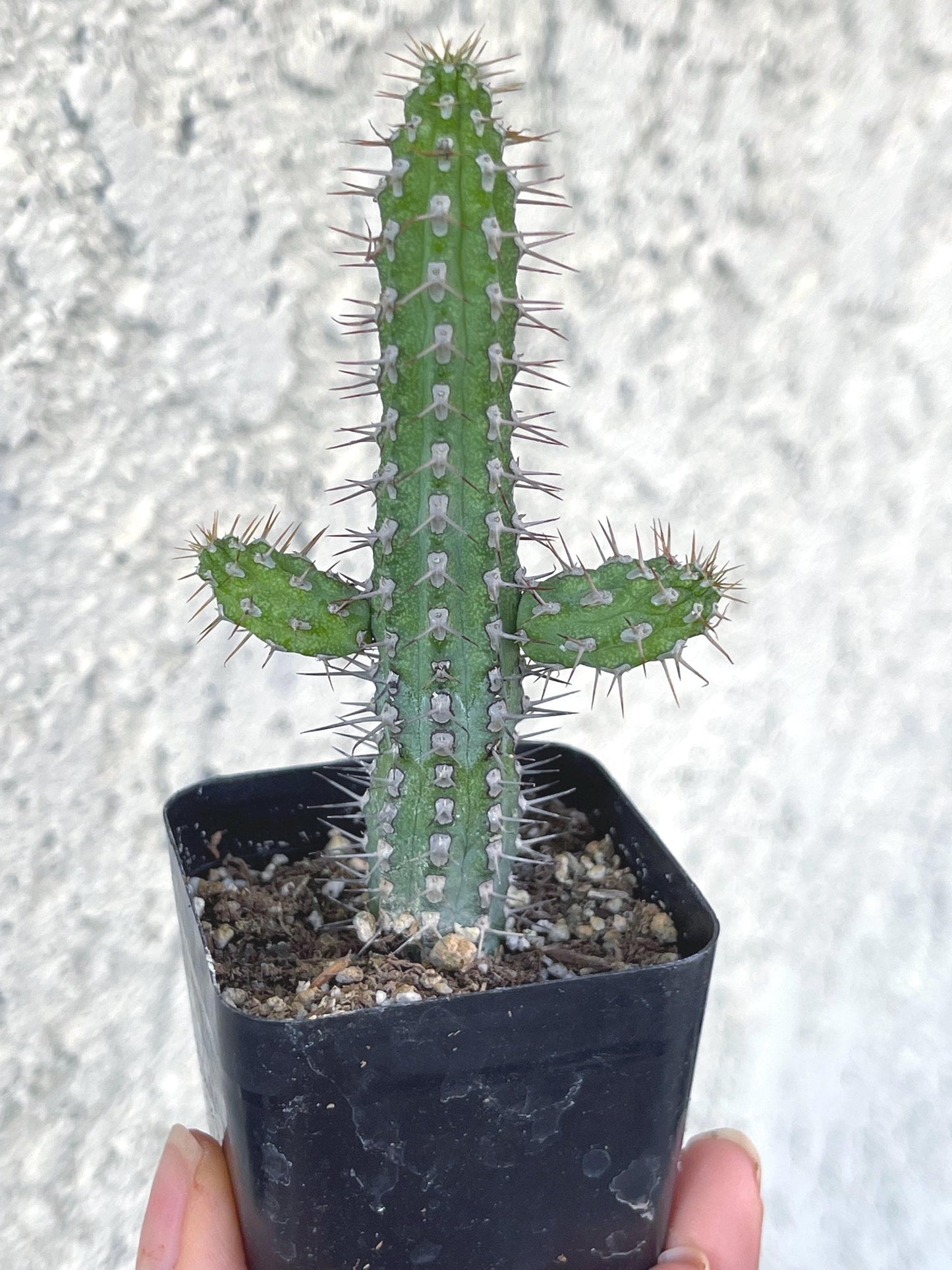 Euphorbia Baioensis Cactus | Live Cactus