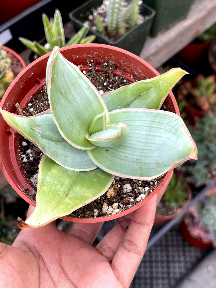 Coral Aloe Striata | Live Aloe | Live Plant