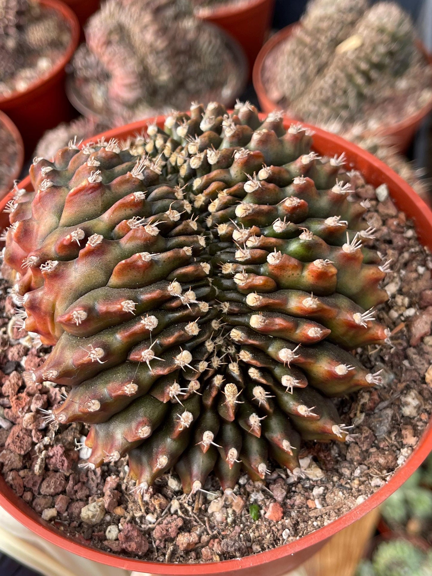 6” Crested Gymnocalycium Anisitsii | Rare Cactus