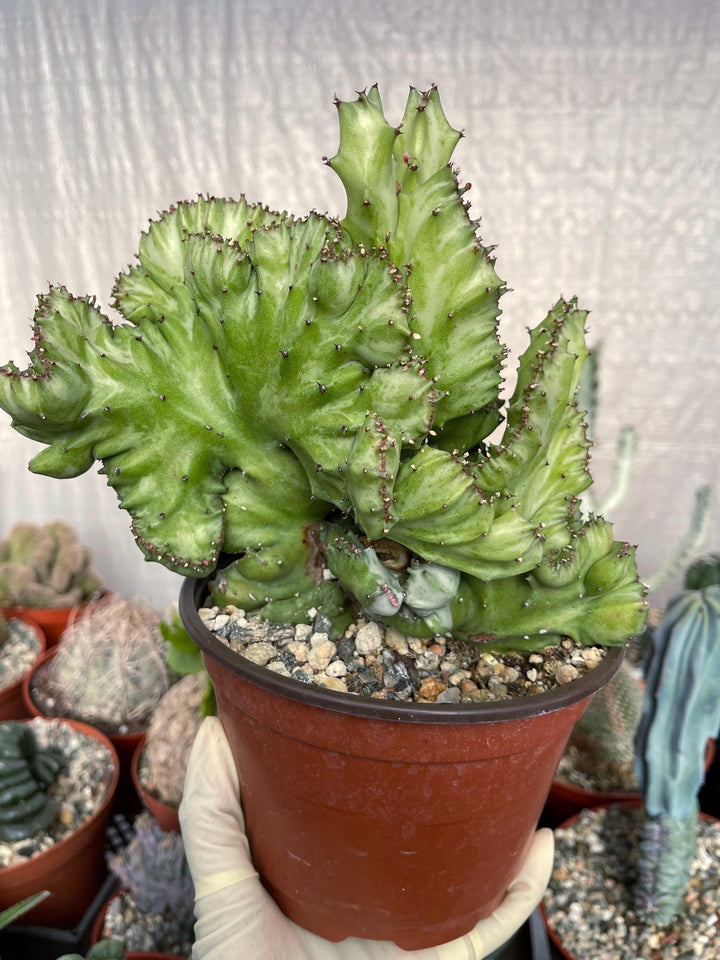 Crested Euphorbia Lactea | Crested Cactus | Live Plant