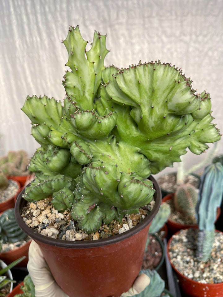 Crested Euphorbia Lactea | Crested Cactus | Live Plant