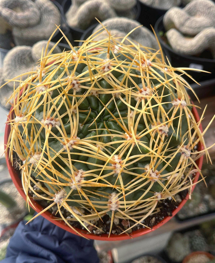 Gymnocalycium Multiflorum Live Cactus | Rare Cactus