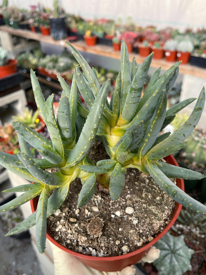 Aloe Dichotoma | Live Succulent | Live Plant