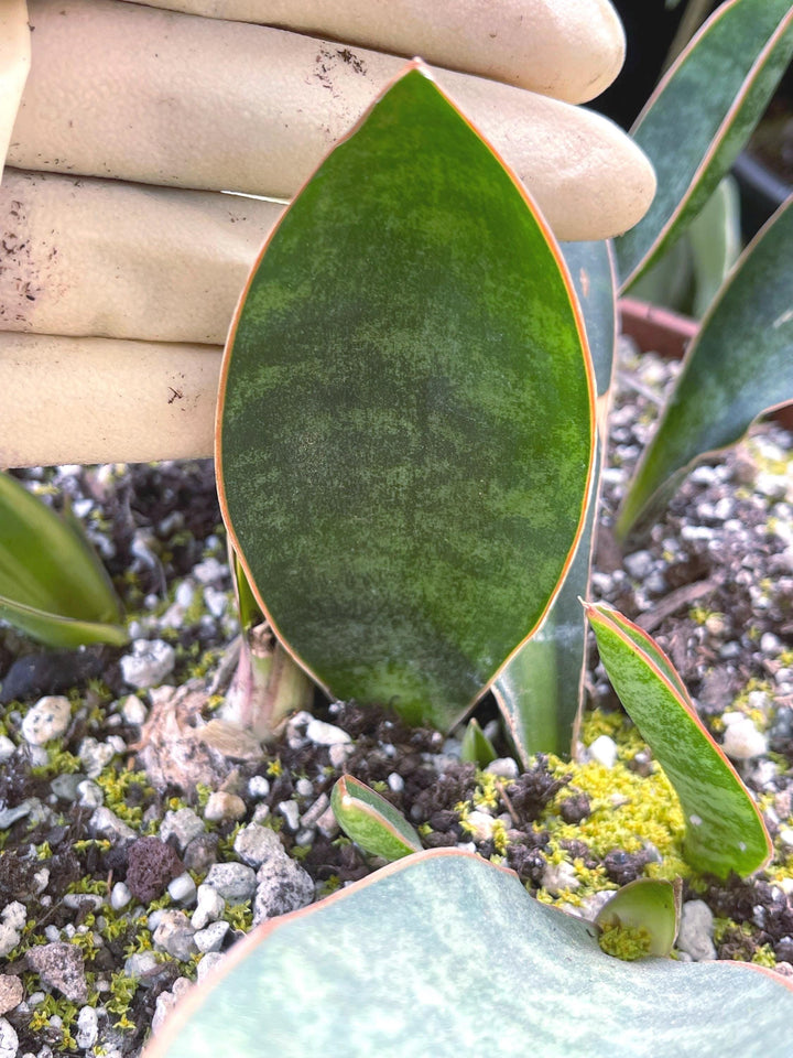 Sansevieria Whale Fin | Sansevieria Masoniana | Snake Plant | Live Plant