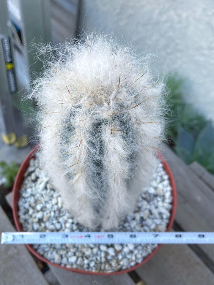 Hairy Pilosocereus Azureus | Blue Torch | Blue Cactus