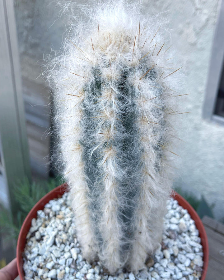 Hairy Pilosocereus Azureus | Blue Torch | Blue Cactus