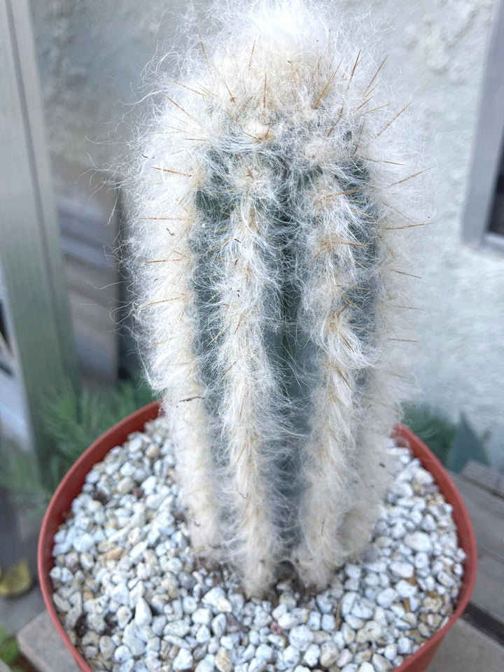 Hairy Pilosocereus Azureus | Blue Torch | Blue Cactus