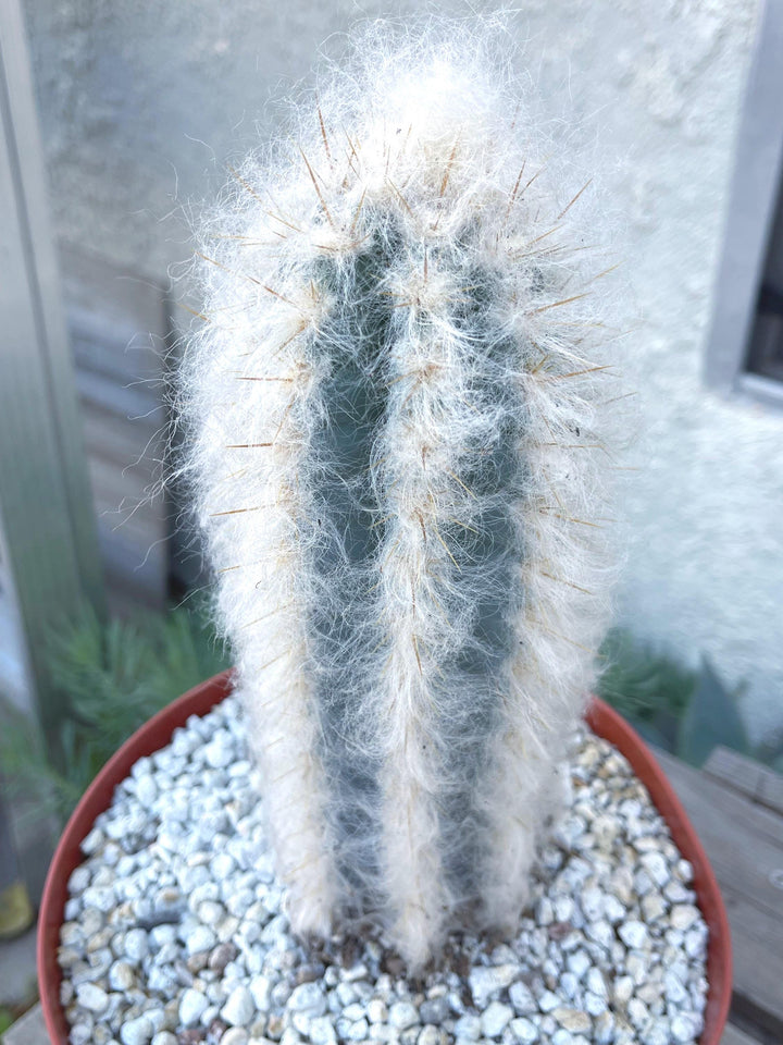 Hairy Pilosocereus Azureus | Blue Torch | Blue Cactus