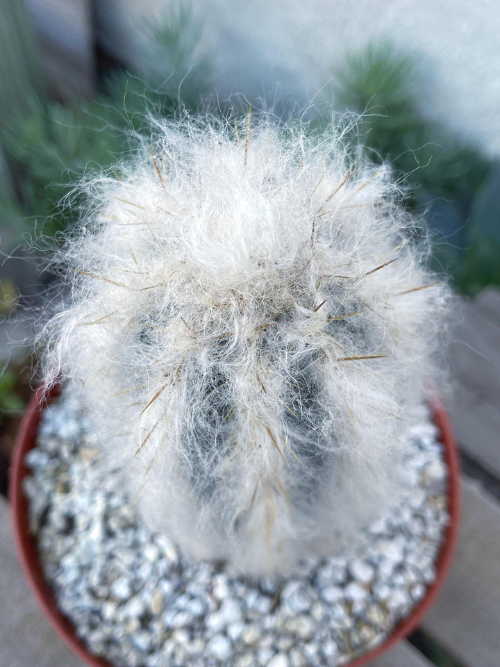 Hairy Pilosocereus Azureus | Blue Torch | Blue Cactus