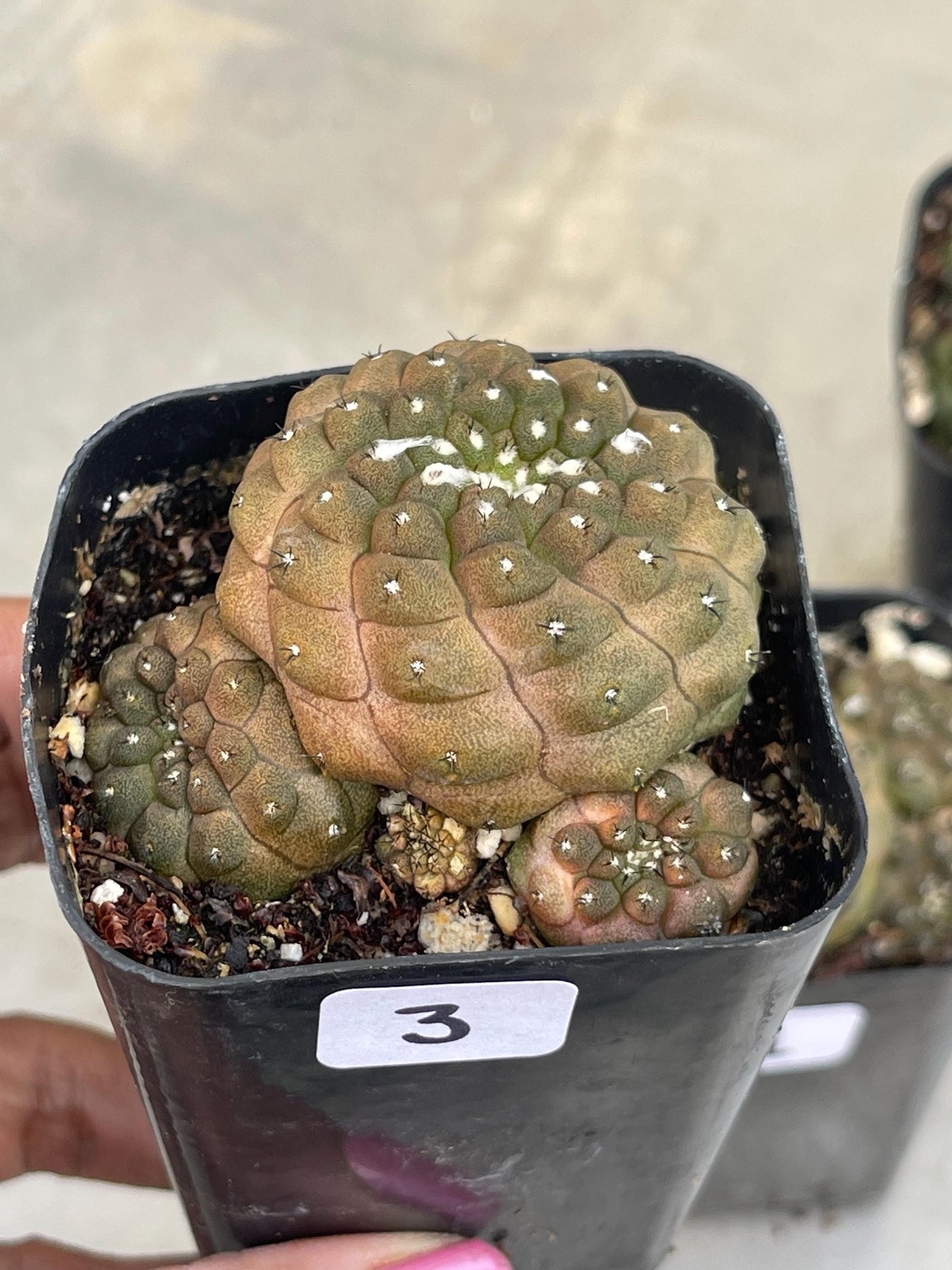 Copiapoa Hypogaea with pups | Live Cactus