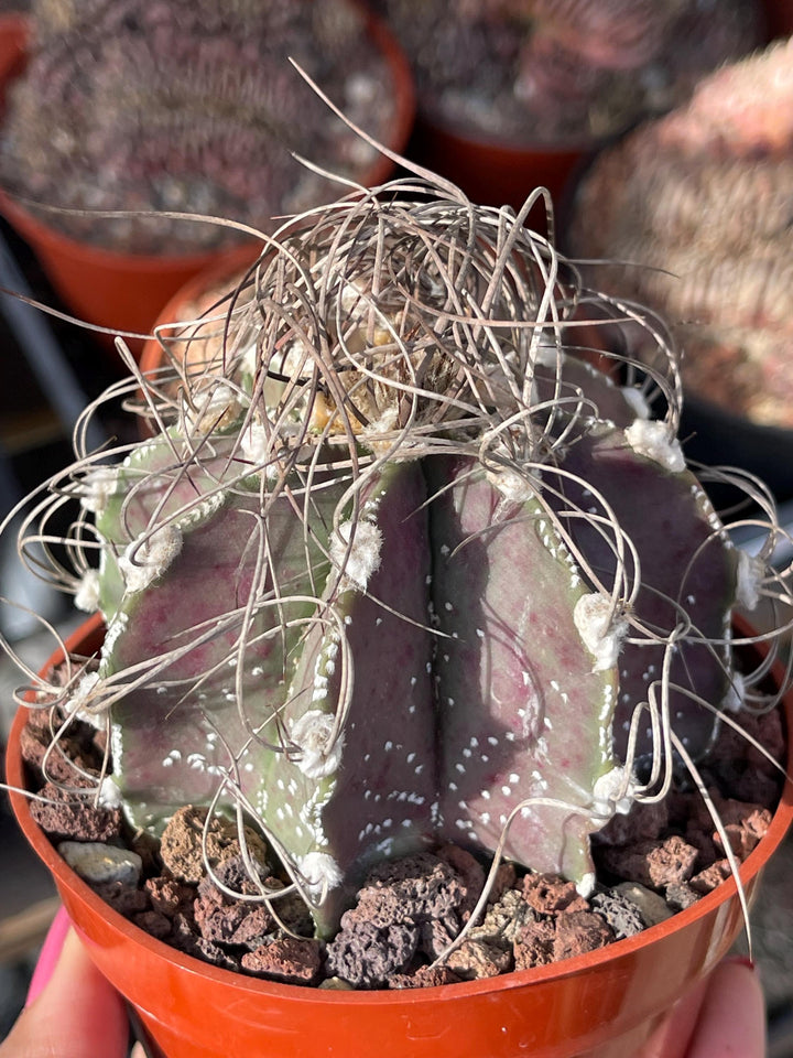 Busy spines Astrophytum Capricorne | Live Cactus