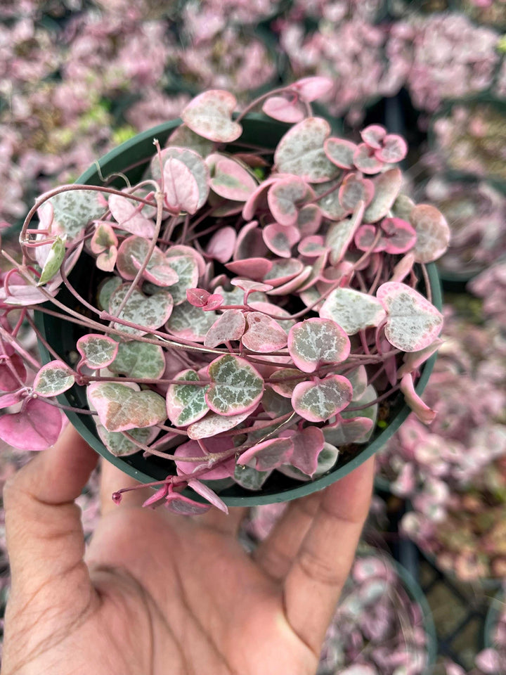 Variegated String Of Hearts | String Succulent | Live Succulent