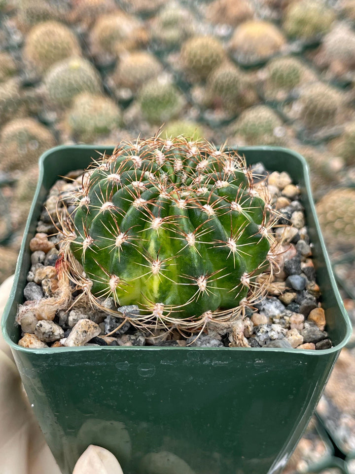 3.5”Lobivia Arachnacantha Cluters | Black Cactus | Live Cactus