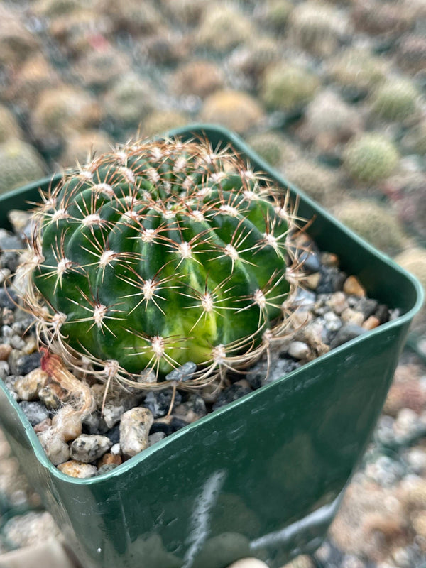 3.5”Lobivia Arachnacantha Cluters | Black Cactus | Live Cactus