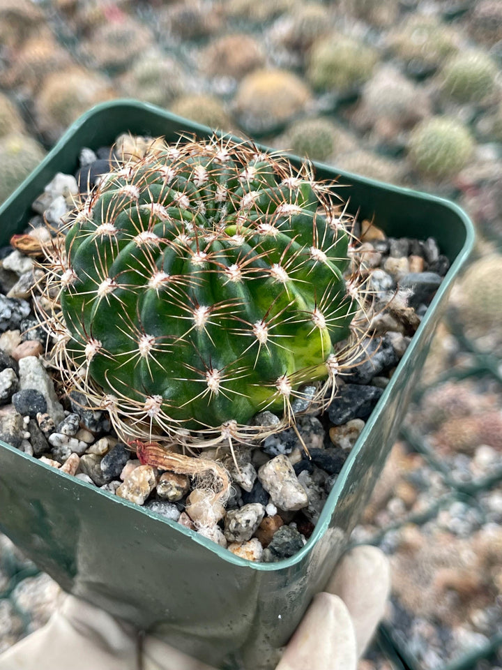 3.5”Lobivia Arachnacantha Cluters | Black Cactus | Live Cactus