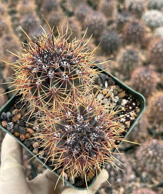 3.5”Echinopsis Melanopotamica | Live Plant | Live Cactus