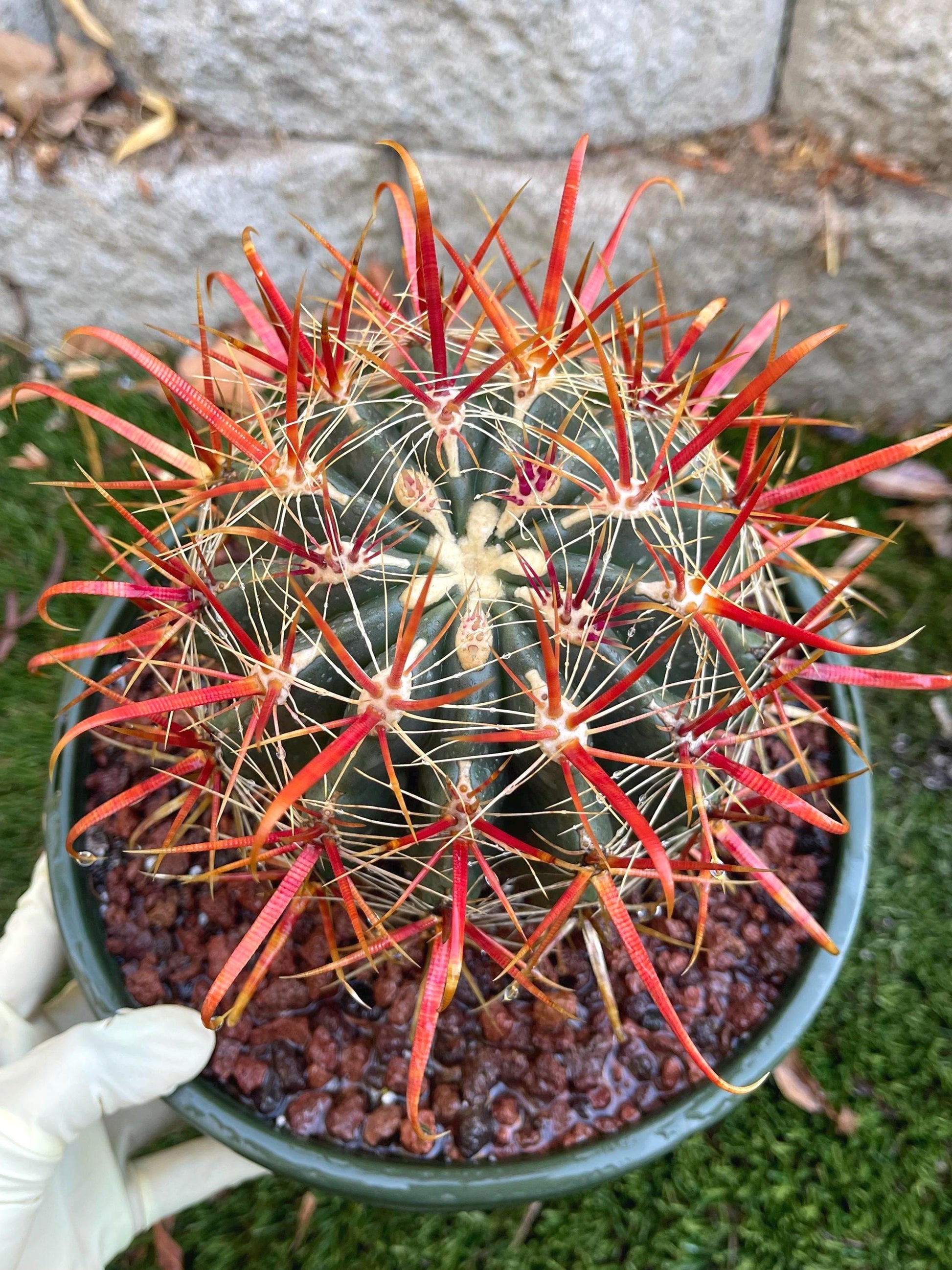 Ferocactus gracilis coloratus | Red Barrel Cactus | Rare Cactus | Live Plant