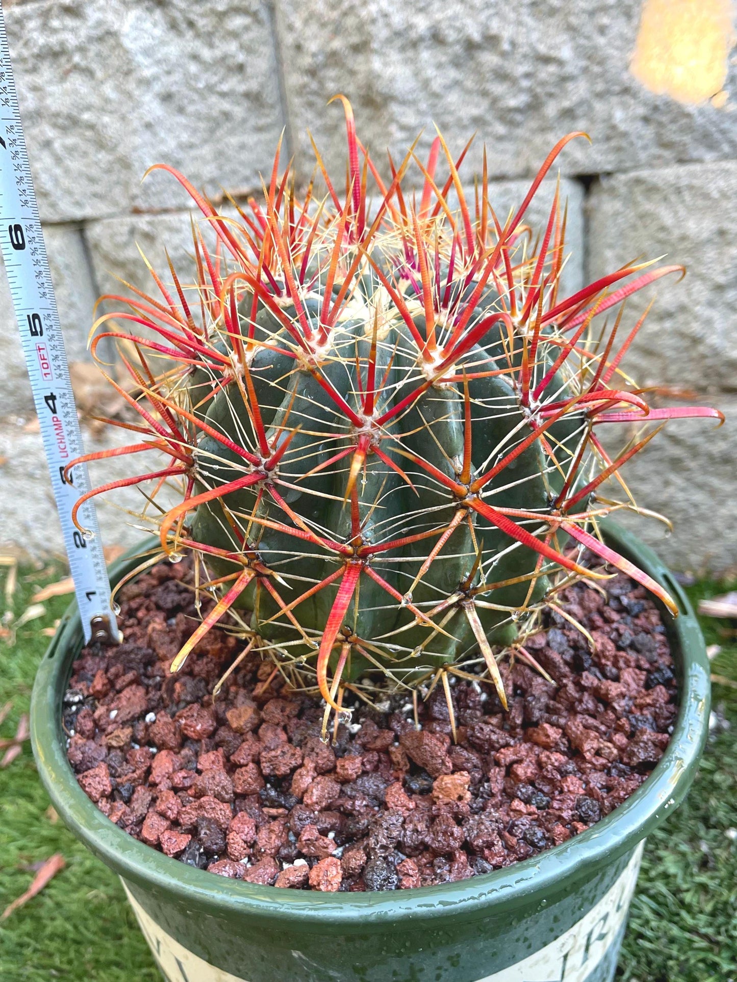 Ferocactus gracilis coloratus | Red Barrel Cactus | Rare Cactus | Live Plant